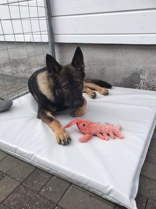 Hovedbilde Hundematte 100x58x5